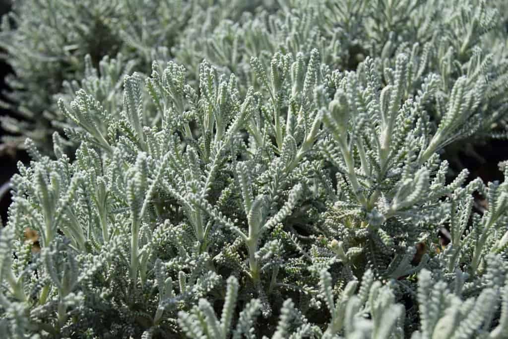 Santolina chamaecyparissus <span class="hidden specialOffer"></span> 15-20 cm